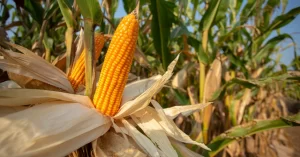 No âmbito regional, o Mato Grosso do Sul se destaca com um impressionante crescimento estimado de 23,3% na produção de grãos.