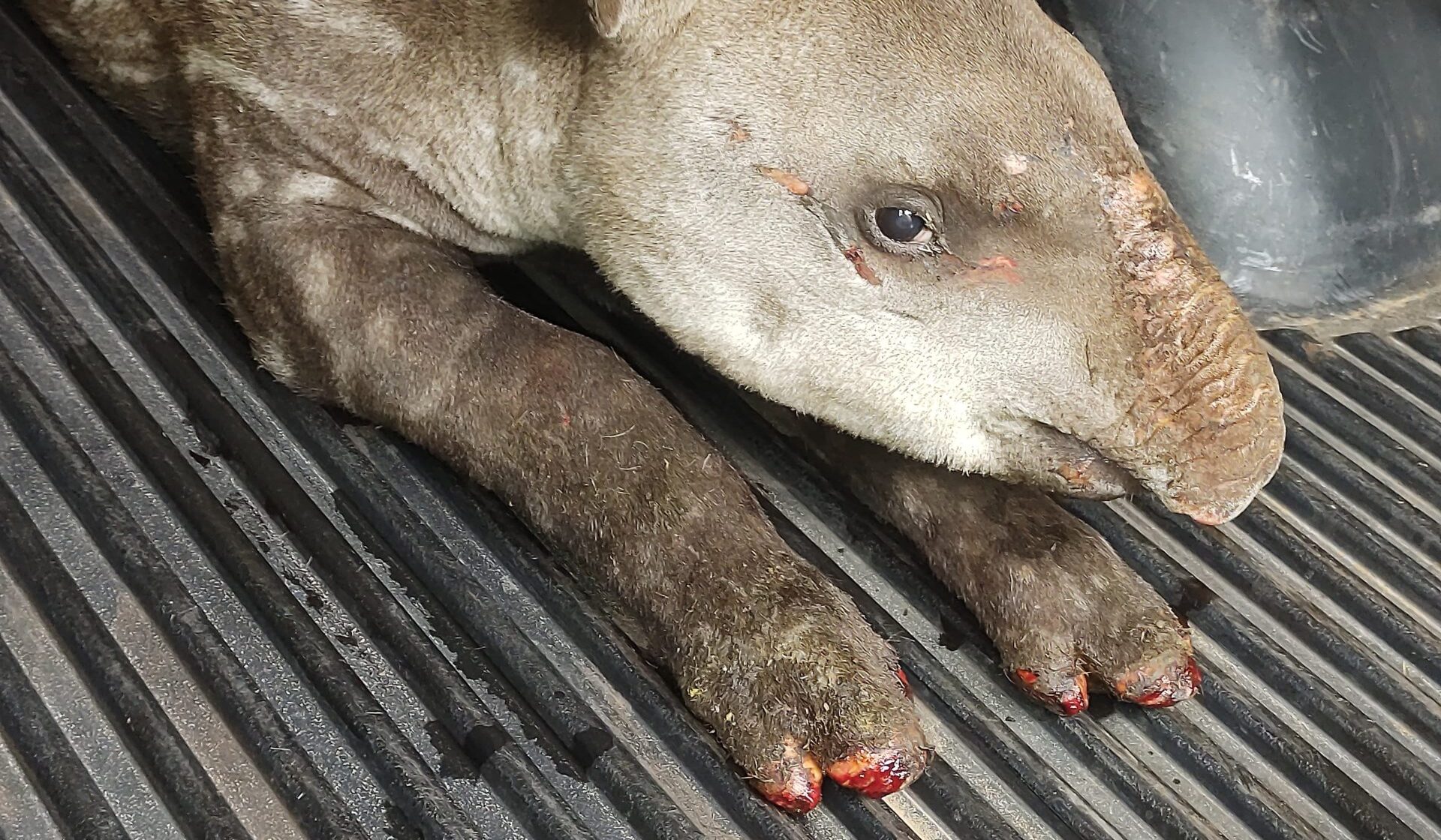 esgatado durante incêndio florestal na Aldeia Alves de Barros, entre Bodoquena e Bonito, um filhote de veado-catingueiro está sendo monitorado no hospital veterinário de animais silvestres "Ayty", localizado no Parque do Prosa, em Campo Grande.