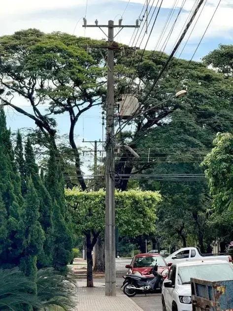 arborização e poda sustentável em MS