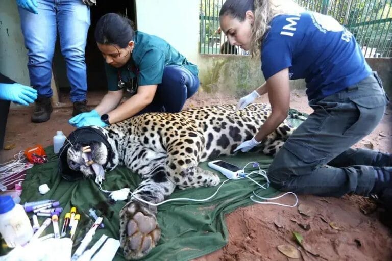 transferência de onça-pintada no Pantanal