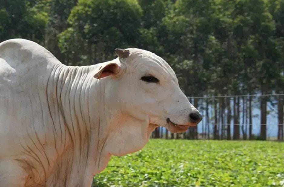 declaração de rebanho MS