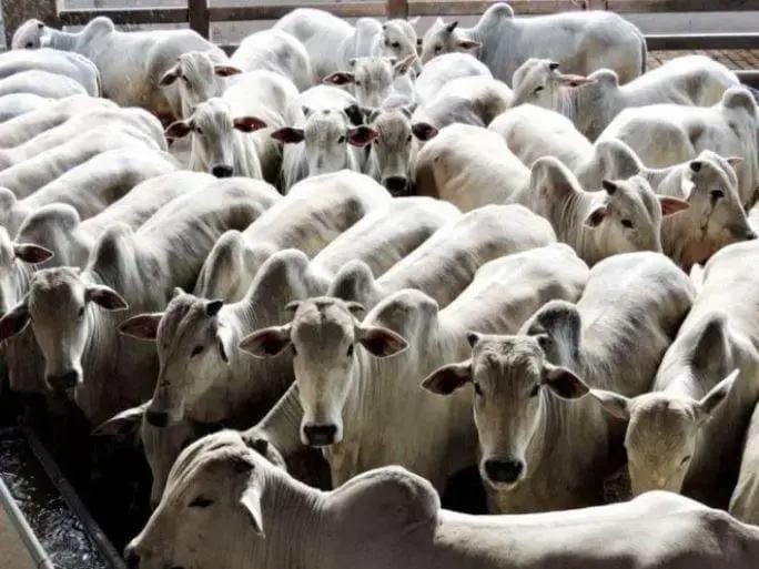 monitoramento emissão gases pecuária