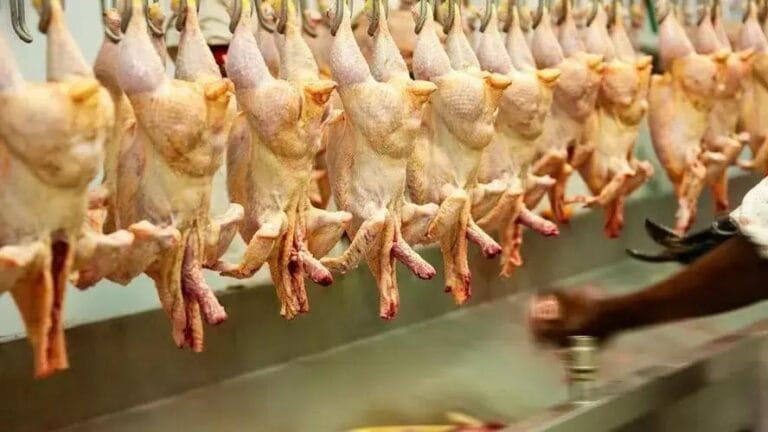 queda nas exportações de carne de frango