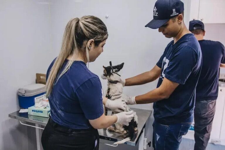 vacinação gratuita de pets em Campo Grande
