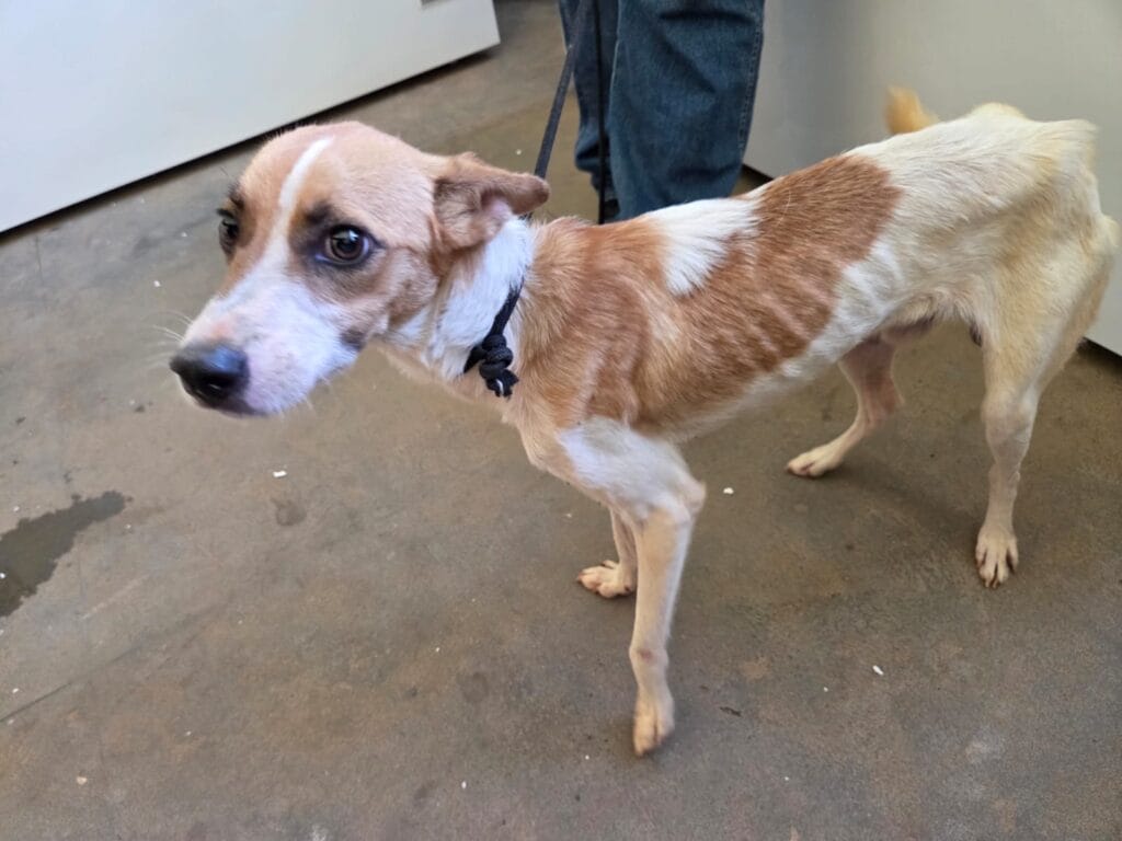 Homem de 35 anos é detido em Anastácio por manter três cães desnutridos em casa