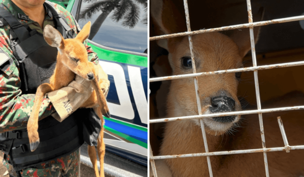 Cervo-do-Pantanal é resgatado com sinais de desidratação às margens da BR-262 em Miranda