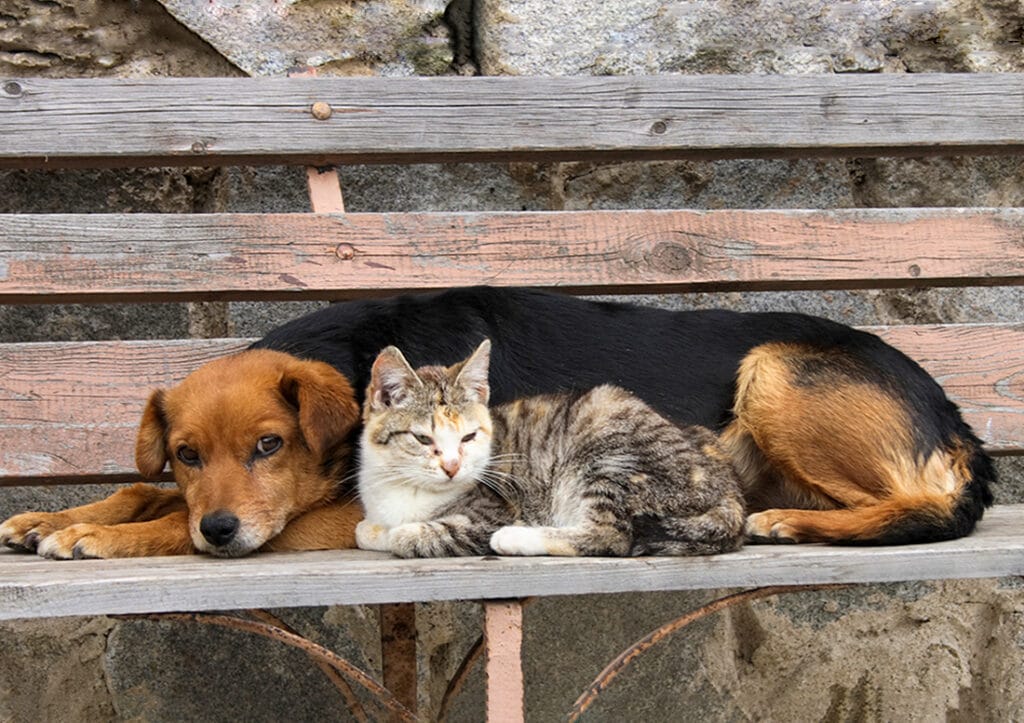Senado aprova Estatuto dos Cães e Gatos e prevê até 10 anos de prisão por maus-tratos