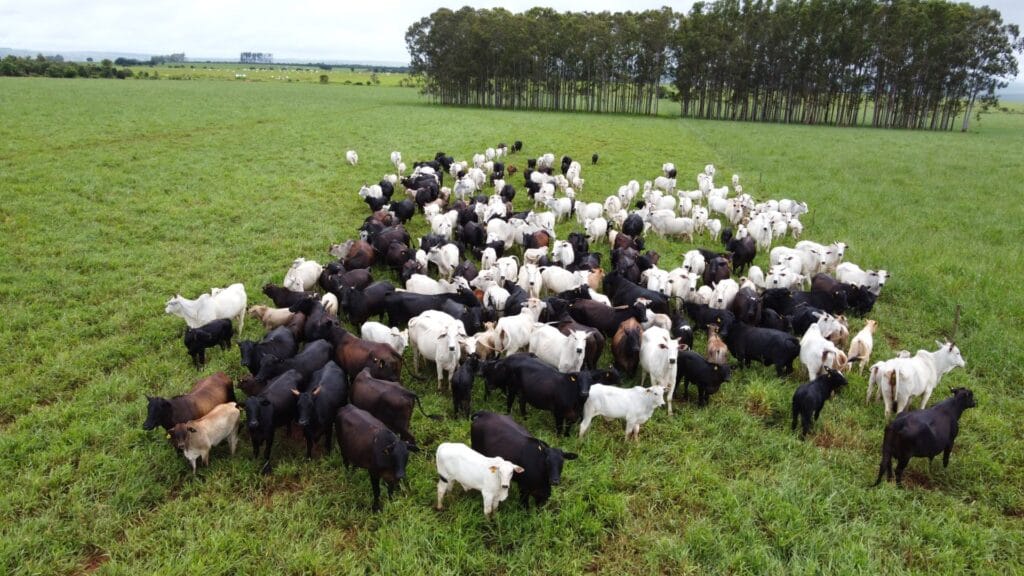 Mato Grosso do Sul alcança alta de 18,6% no agronegócio e lidera expansão nacional