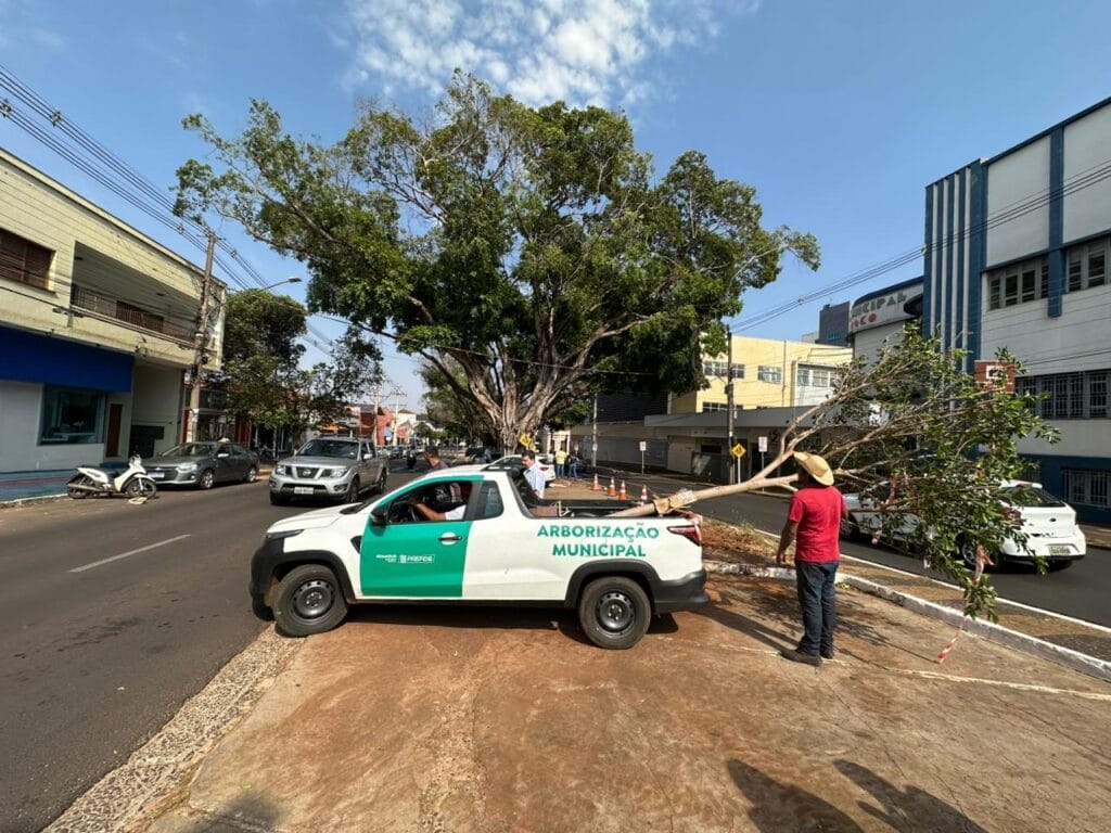 Campo Grande planta mudas de figueiras históricas na Avenida Mato Grosso