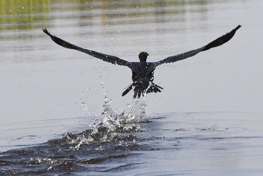 Estudo detecta pela primeira vez vírus da gripe aviária H5N2 em ave silvestre no Pantanal