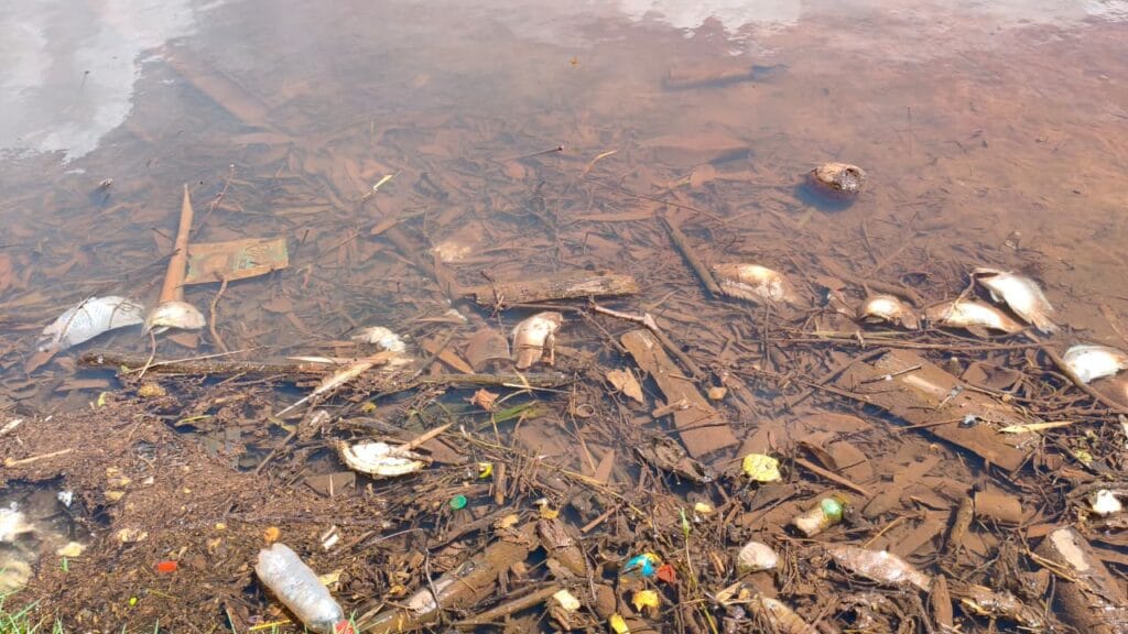 Novos peixes são encontrados mortos no lago do Parque das Nações Indígenas em Campo Grande