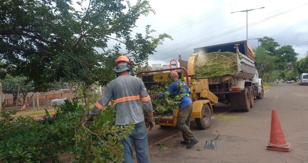 Campo Grande promove capacitação para prevenir quedas de árvores