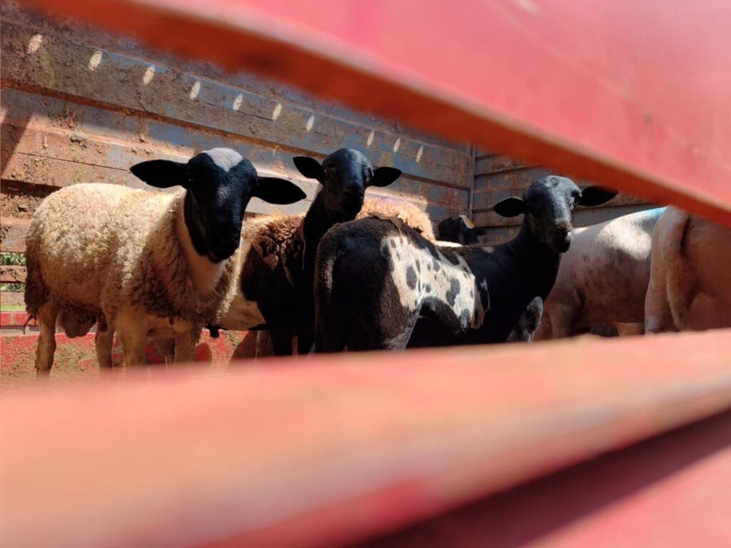 Estrutura coletiva viabiliza primeiro lote de ovinos da agricultura familiar de Campo Grande