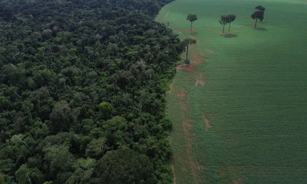 Brasil atinge menor nível histórico de perda de floresta tropical úmida com queda de 42% em 2025