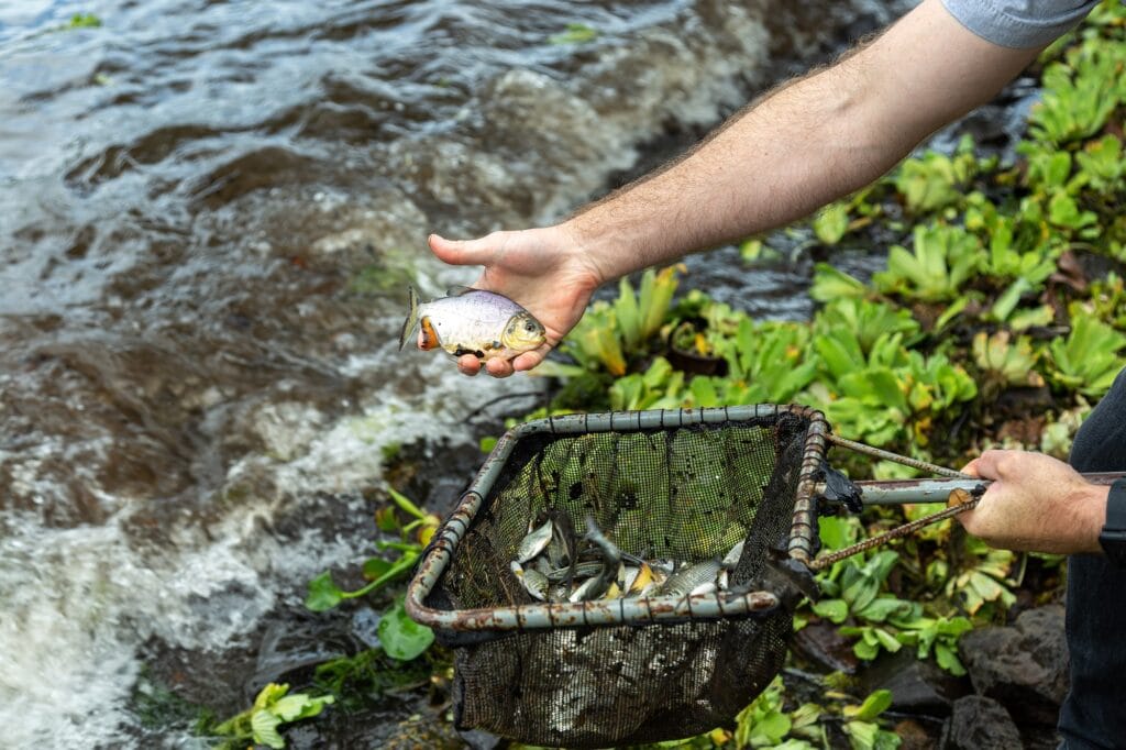 CTG Brasil solta 601 mil peixes nativos no reservatório da Usina Jupiá no primeiro trimestre