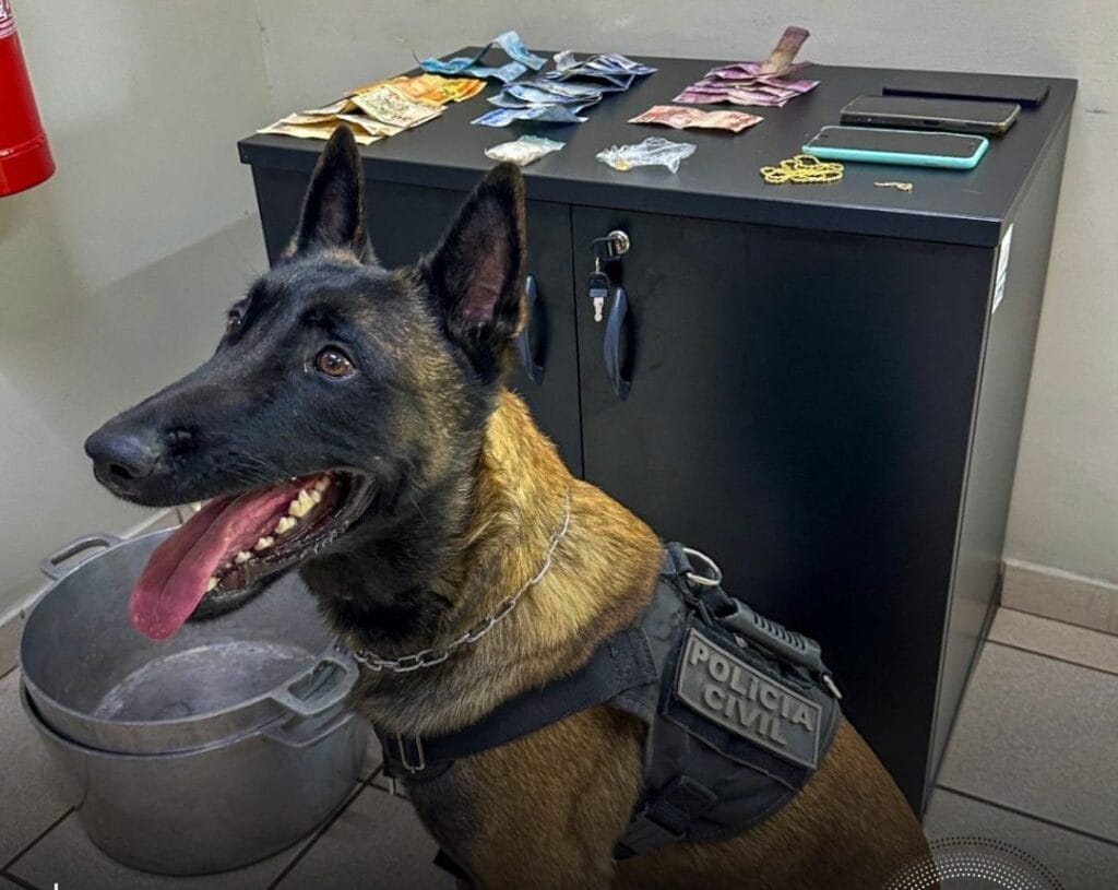 Cão farejador auxilia Polícia Civil na apreensão de drogas em Campo Grande