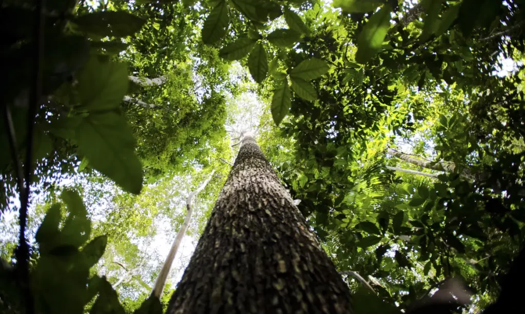 MS lança edital de US$ 80 milhões para mercado de carbono